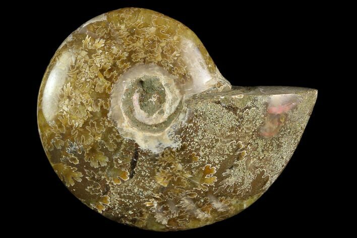 Polished, Agatized Ammonite (Cleoniceras) - Madagascar #119189